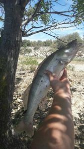 Zander