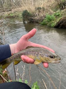 Brown Trout