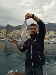 Skipjack Tuna