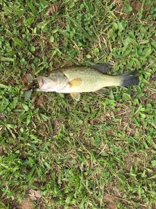 Largemouth Bass