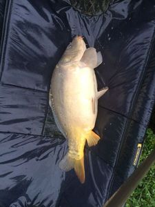 Leather Carp