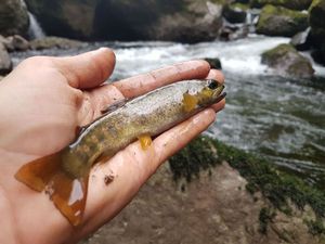 Brown Trout