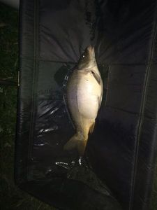 Leather Carp