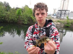 European Perch