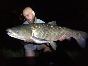 Silver Carp