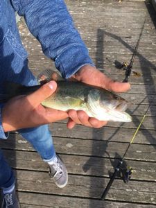 Largemouth Bass