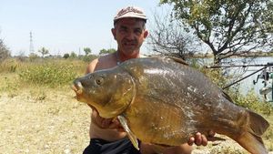 Mirror Carp