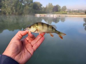 European Perch