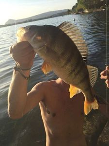 European Perch