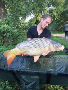 Common Carp