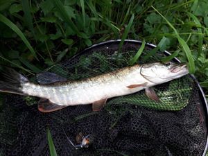 Northern Pike