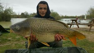 Common Carp