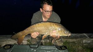 Common Carp