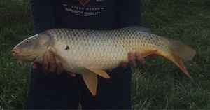 Common Carp