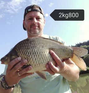 Crucian Carp