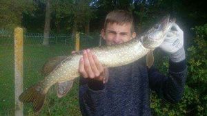 Northern Pike