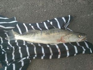 Zander