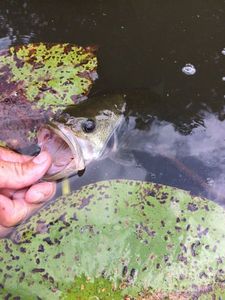 Largemouth Bass