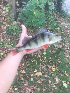 European Perch