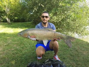 Silver Carp