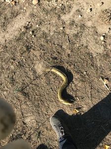 European Eel (Common Eel)