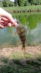 European Perch