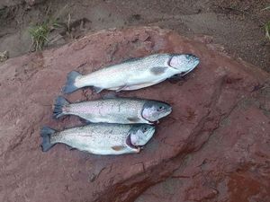 Rainbow Trout