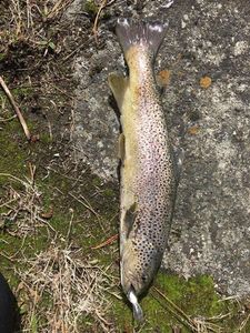 Brown Trout