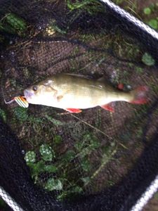 European Perch