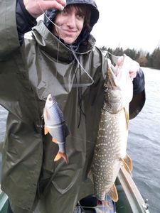 Northern Pike