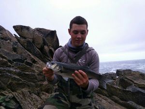European Bass (Seabass)