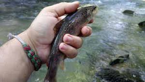 Brown Trout