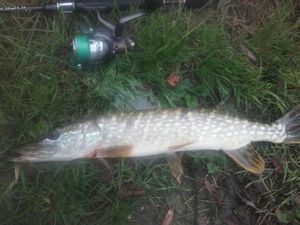 Chain Pickerel