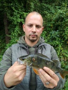 European Perch