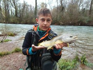 Brown Trout