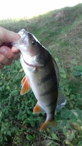 European Perch