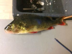 European Perch