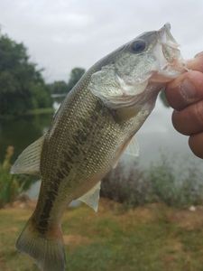 bass