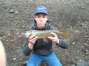 Northern Pike