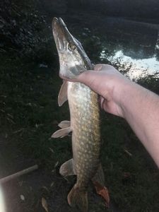 Chain Pickerel