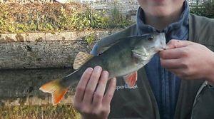 European Perch