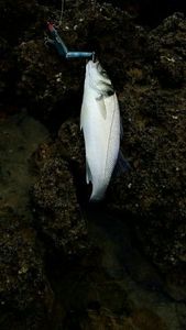 European Bass (Seabass)