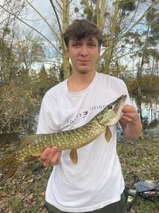 Northern Pike