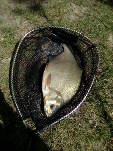 Common Bream