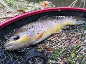 Brown Trout