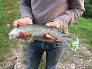 Northern Pike