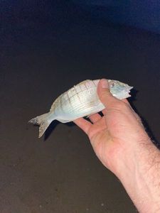 Sand Steenbras