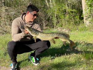Northern Pike