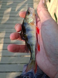 European Perch