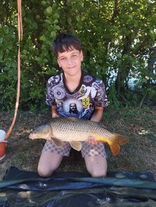 Common Carp